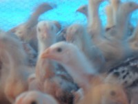 /album/galeria-de-fotos-fotos/sam-3677-jpg/