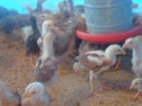 /album/galeria-de-fotos-fotos/sam-3679-jpg/