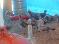 /album/galeria-de-fotos-fotos/sam-3688-jpg/