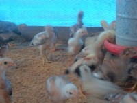 /album/galeria-de-fotos-fotos/sam-3689-jpg/