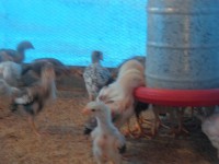 /album/galeria-de-fotos-fotos/sam-3690-jpg/