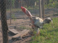 /album/galeria-de-fotos-fotosqqqq/sam-3569-jpg/