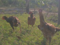 /album/galeria-de-fotos-fotosqqqq/sam-3570-jpg/