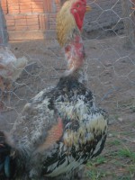 /album/galeria-de-fotos-fotosqqqq/sam-3594-jpg/