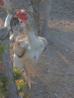 /album/galeria-de-fotos-fotosqqqq/sam-3596-jpg/